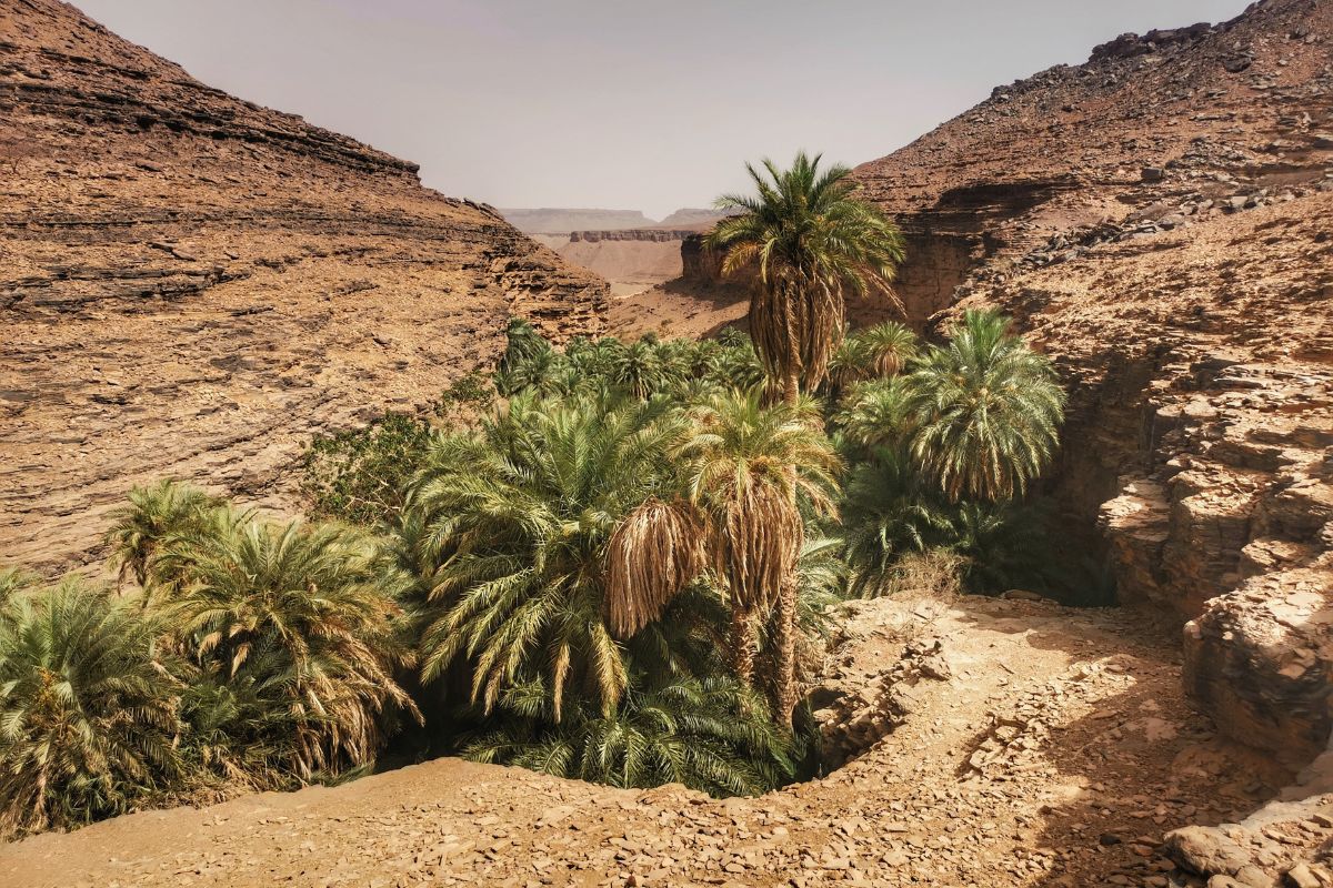 Oase Terijit in Mauretanien