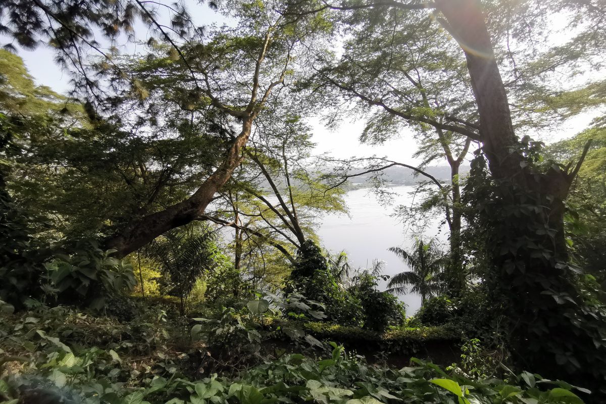 Jungle in Jinja