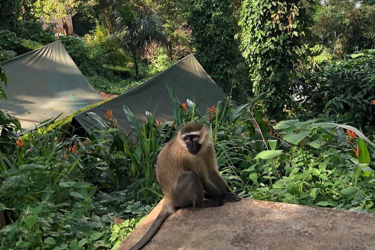 Affe auf dem Blick auf die Zelte in Jinja